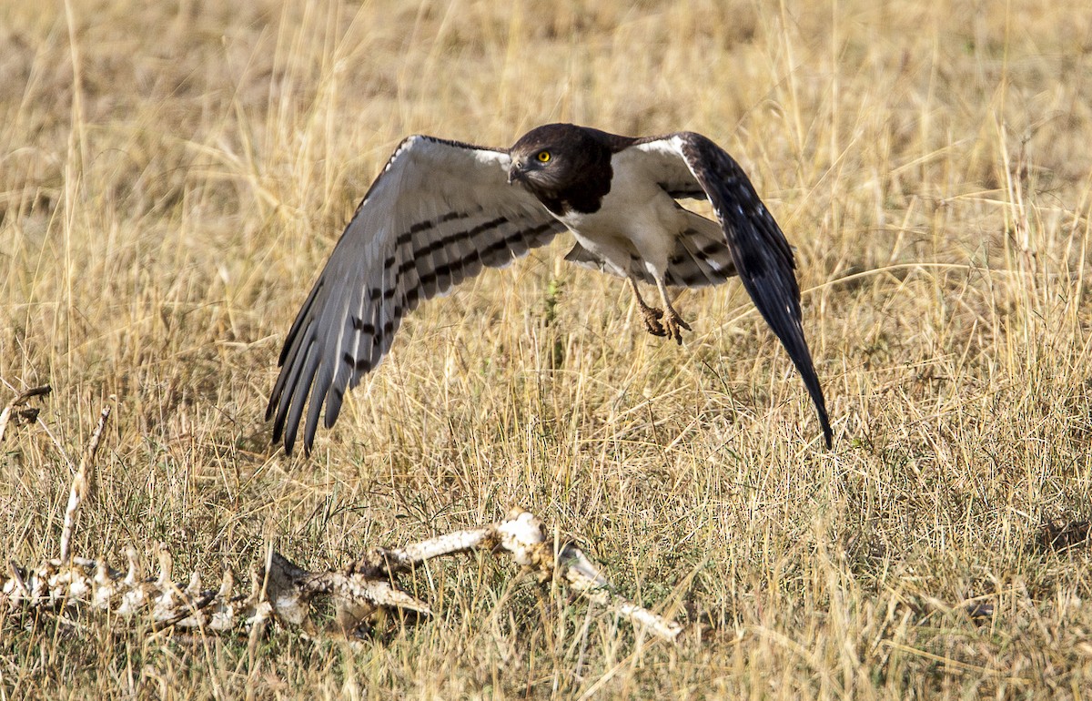 Black-chested Snake-Eagle - ML204763801