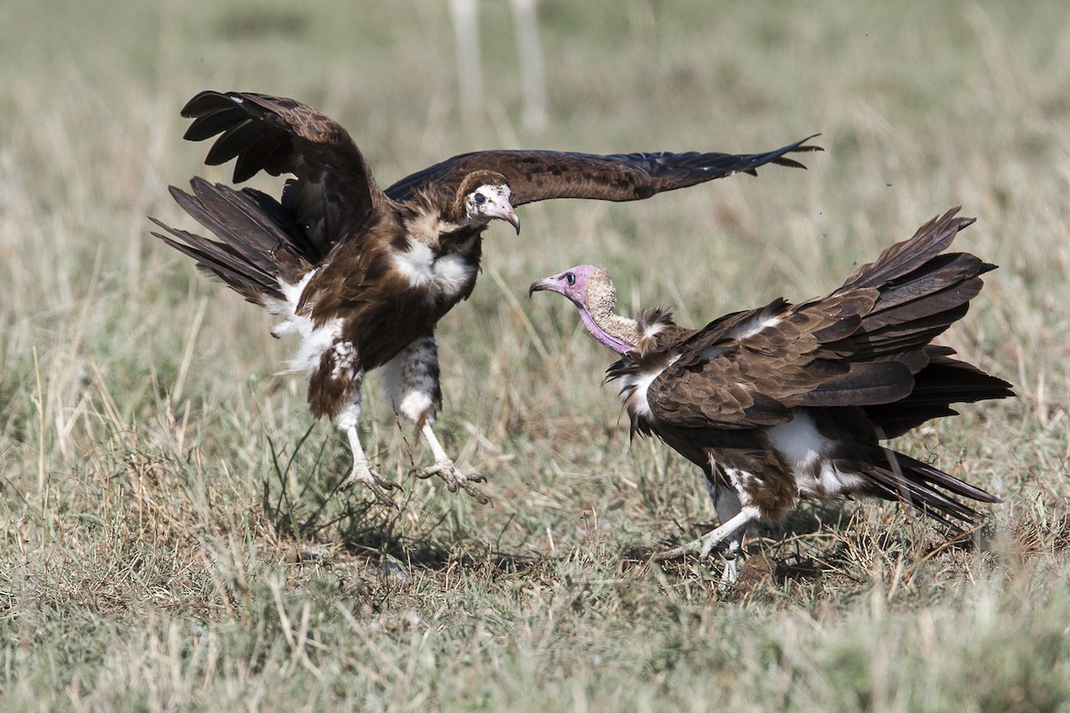 Hooded Vulture - ML204763841