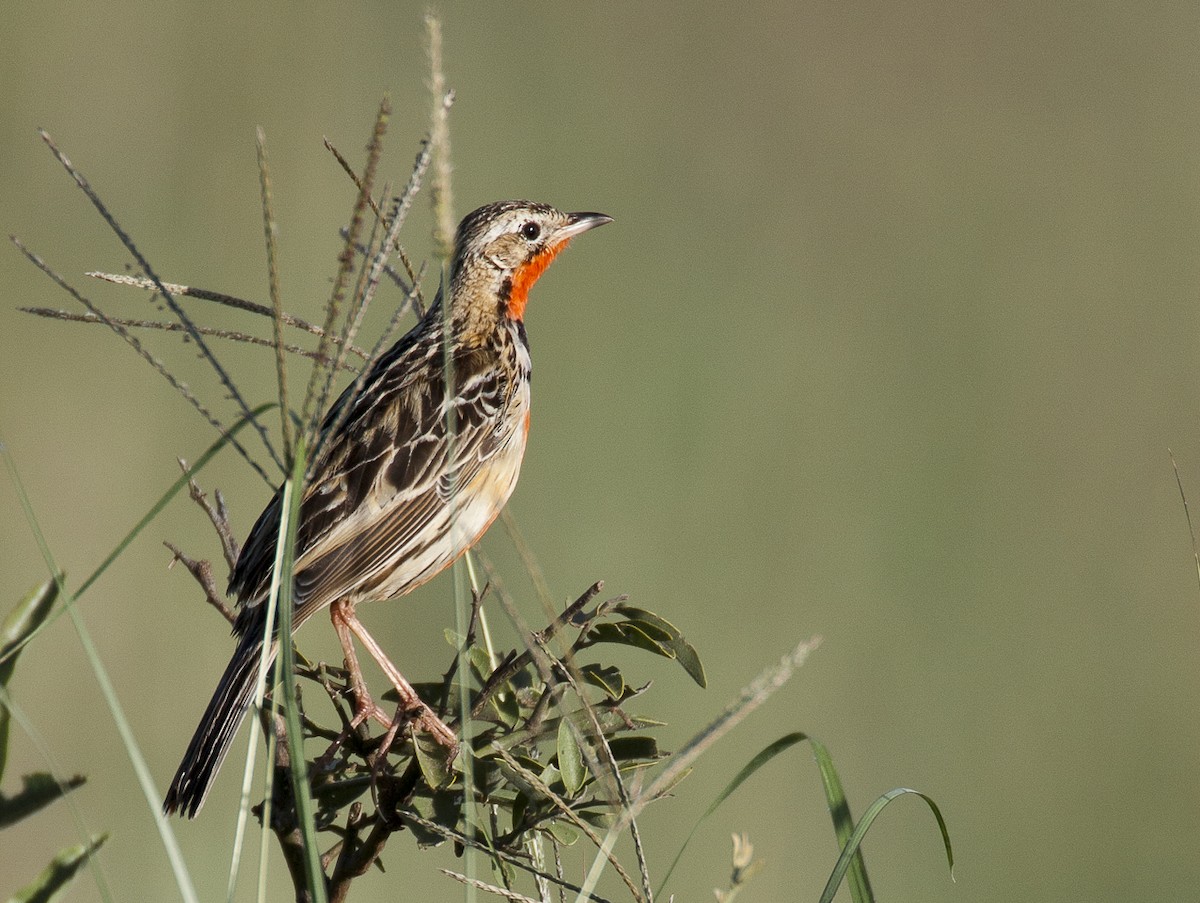 Rosy-throated Longclaw - ML204763851