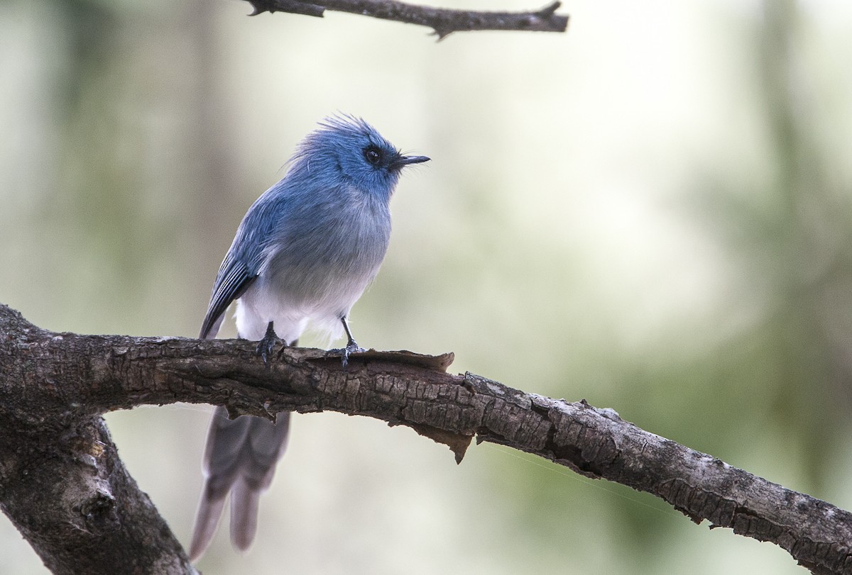 African Blue Flycatcher - Bruno SCHMETZ