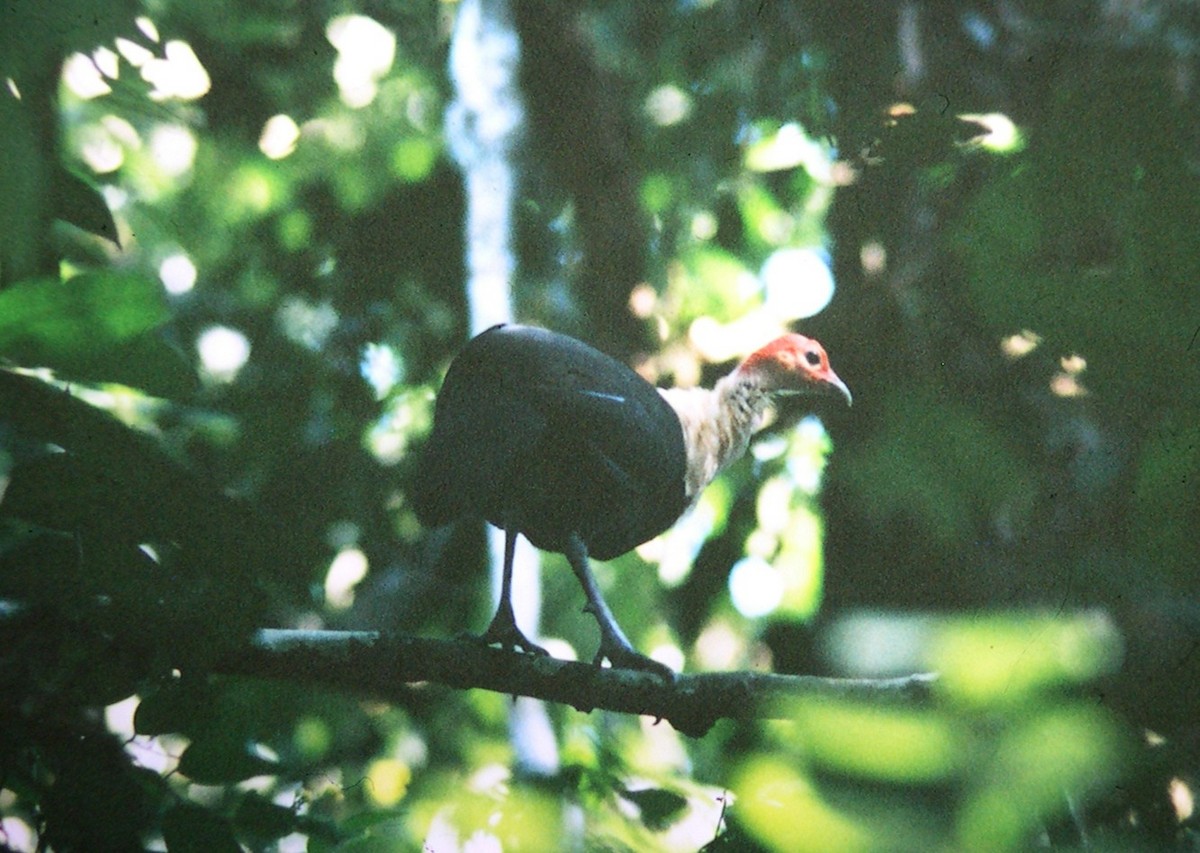 White-breasted Guineafowl - Ian Francis