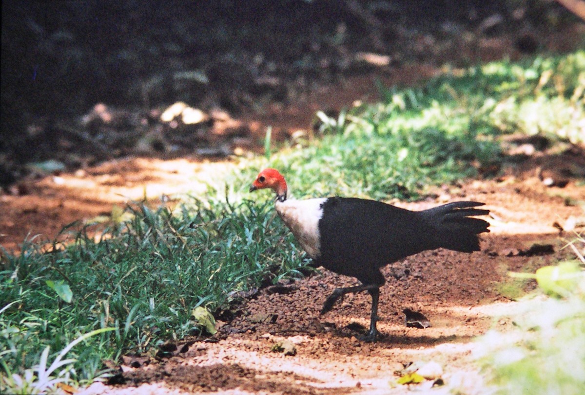 White-breasted Guineafowl - Ian Francis