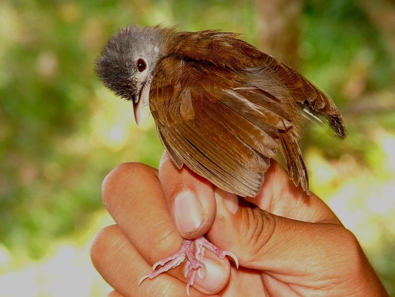 Ashy-headed Babbler - Klaus Lachenmaier