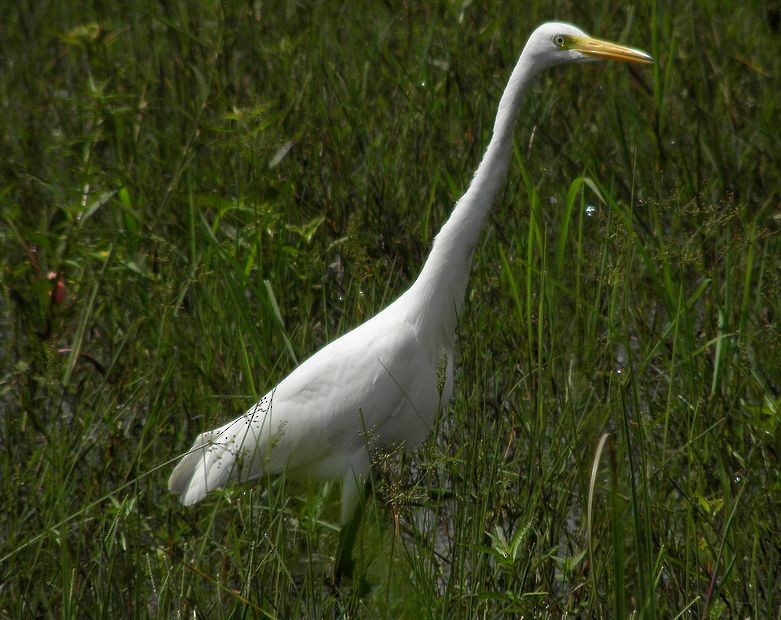 Medium Egret - ML204764311