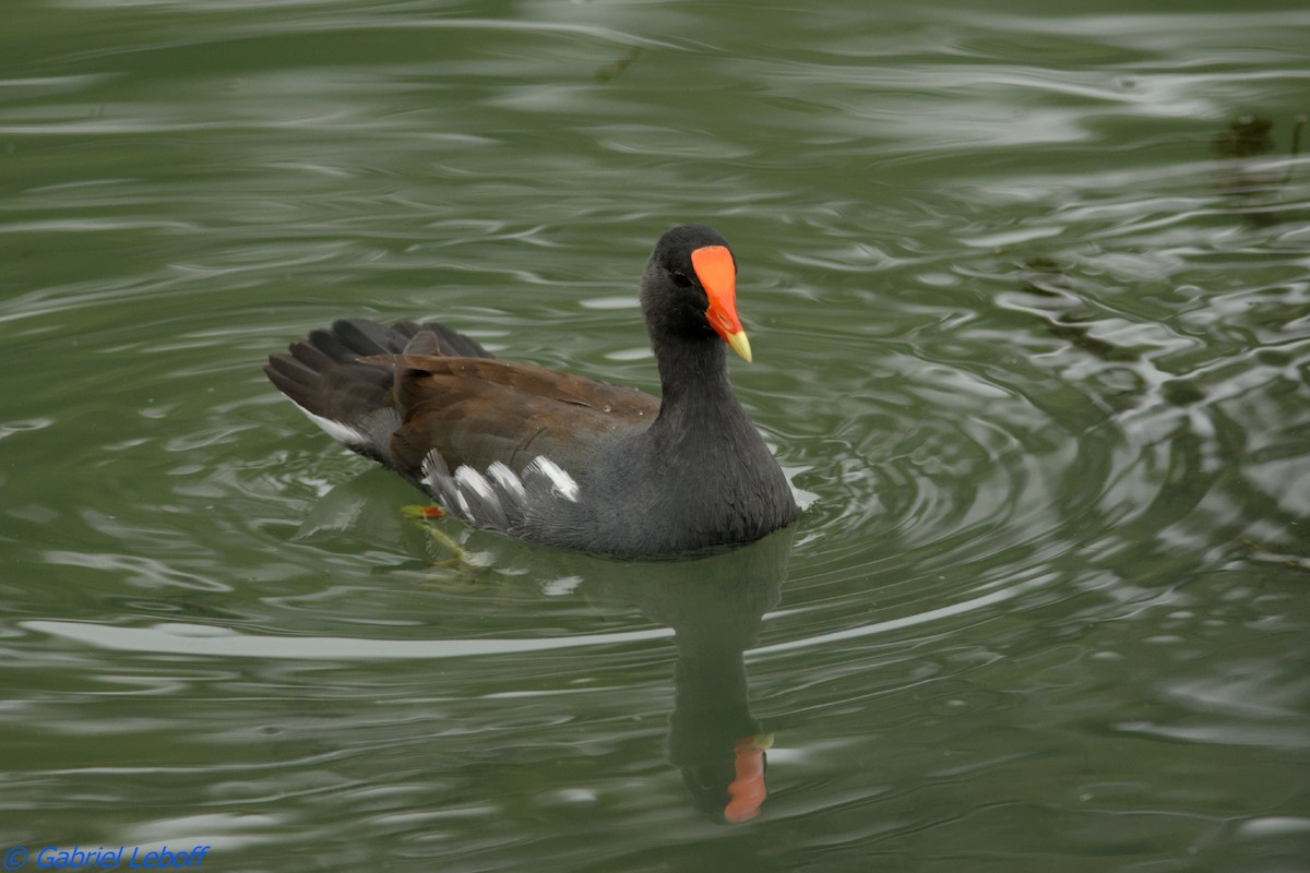 Common Gallinule (American) - ML204764571