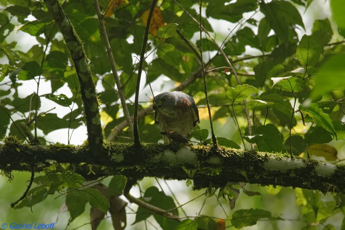 Double-toothed Kite - ML204764611