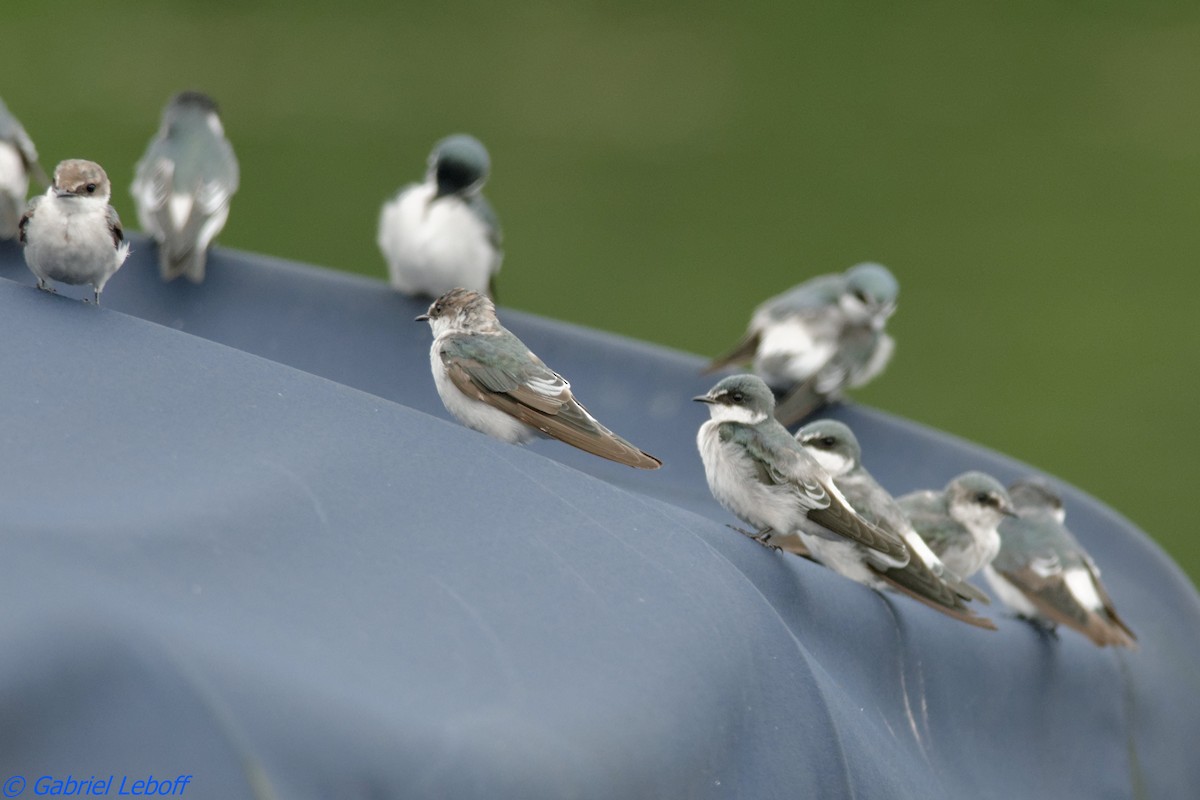 Mangrove Swallow - ML204764641