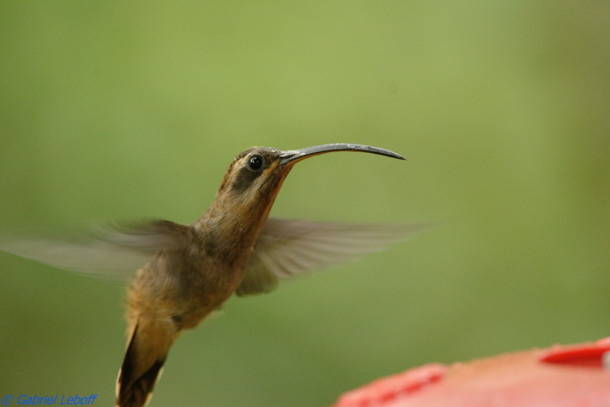 Stripe-throated Hermit - ML204764891