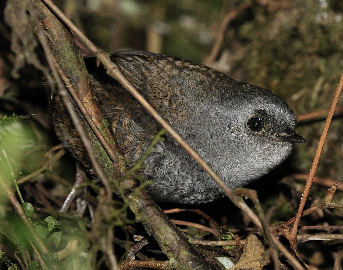 Paramo Tapaculo - ML204765201