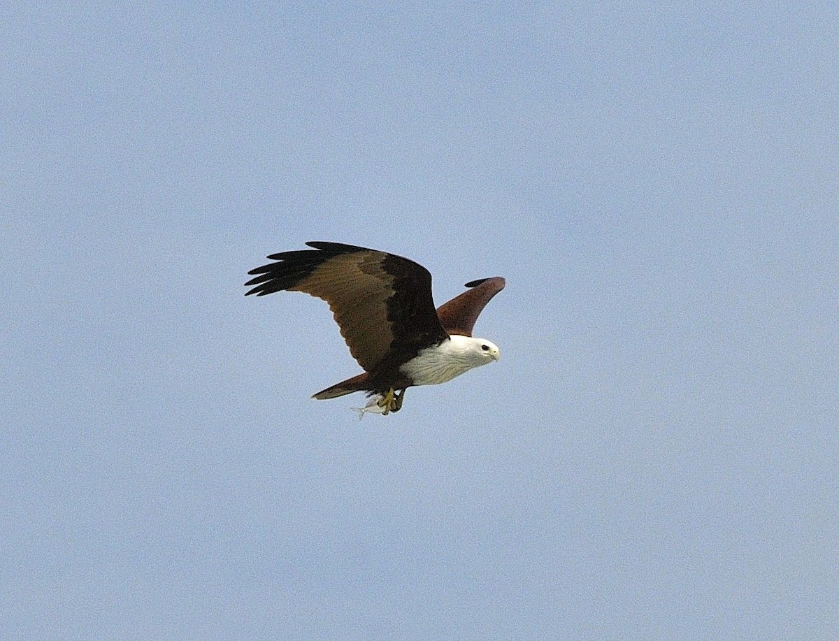 Brahminy Kite - ML204765331