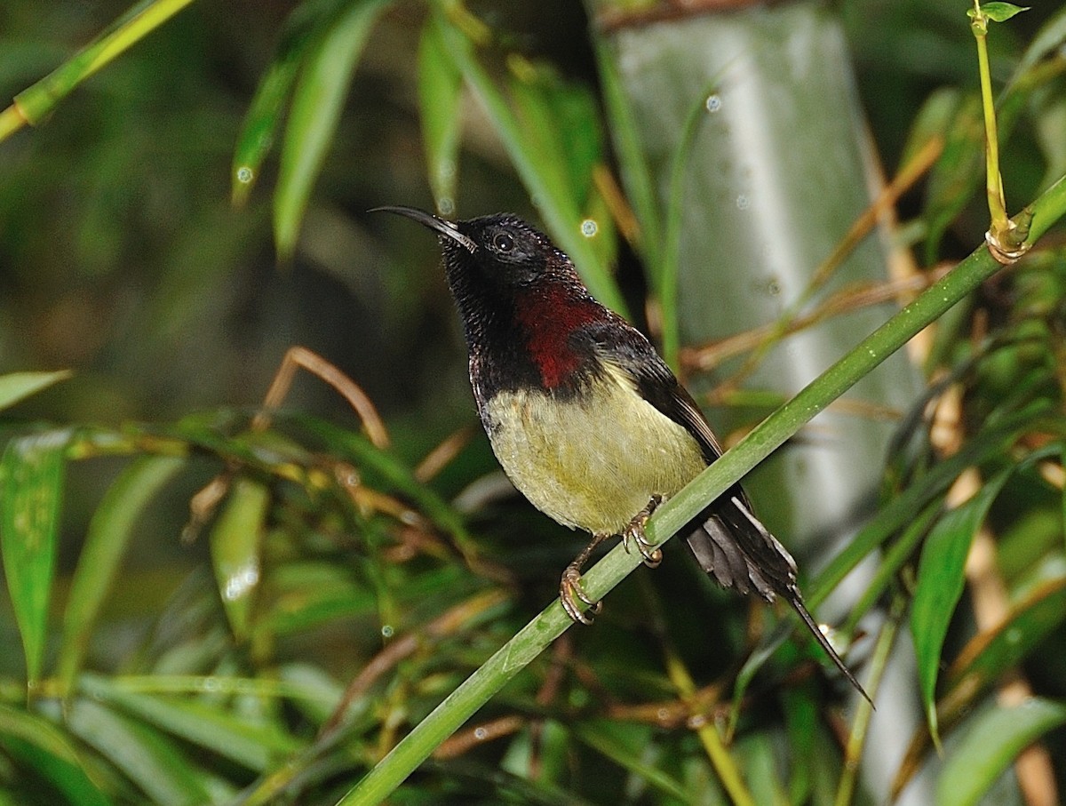 Black-throated Sunbird - Tomáš Grim