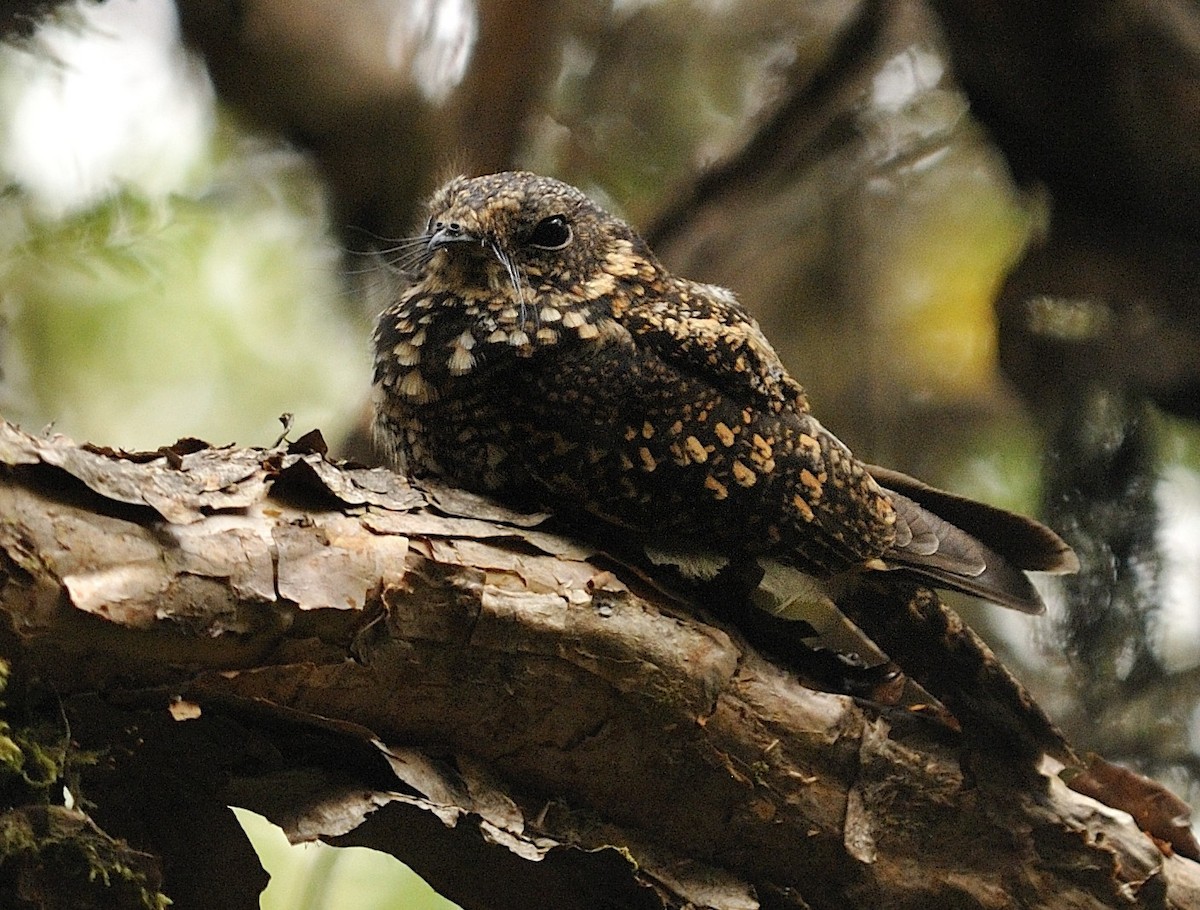 Band-winged Nightjar (Rufous-naped) - ML204765551