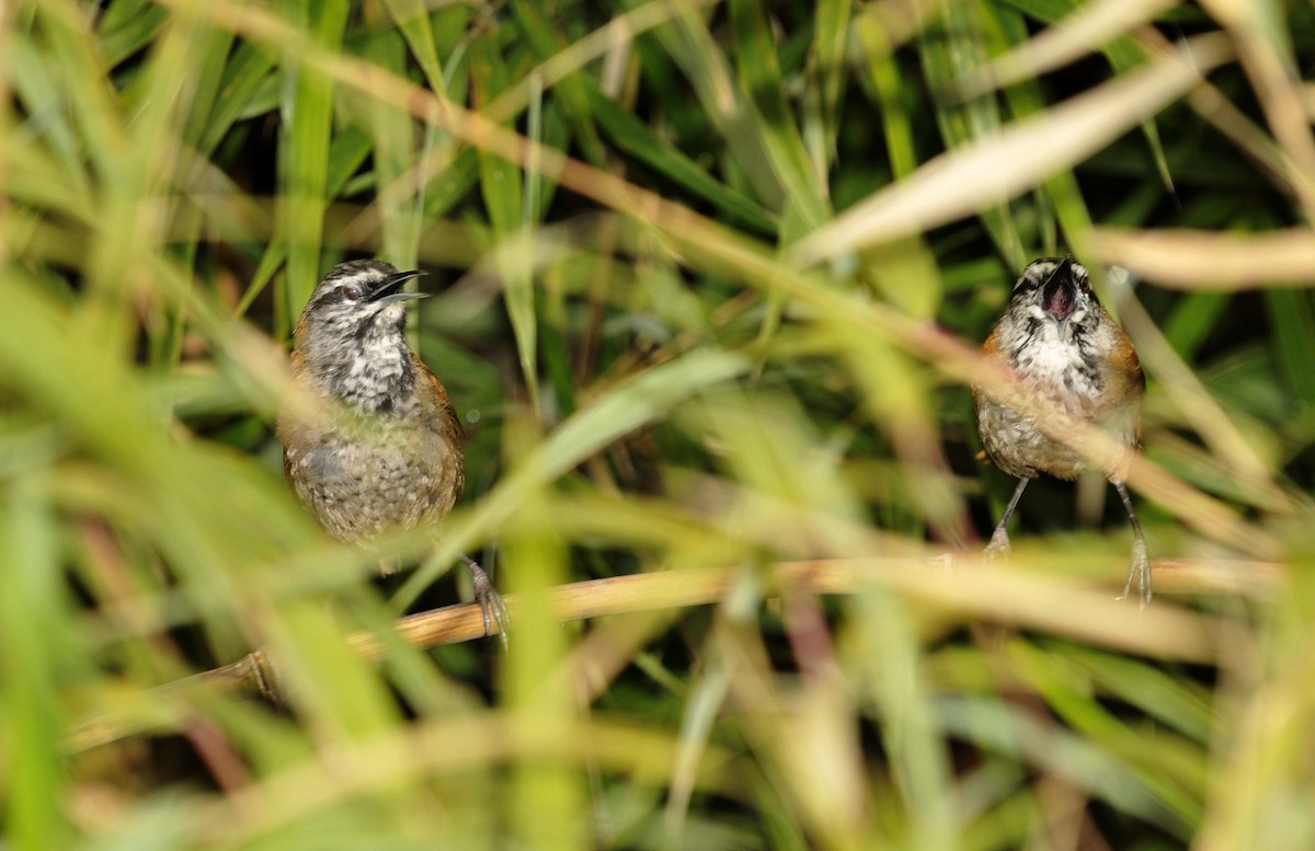 Cucarachero Coliliso (grupo euophrys) - ML204765561