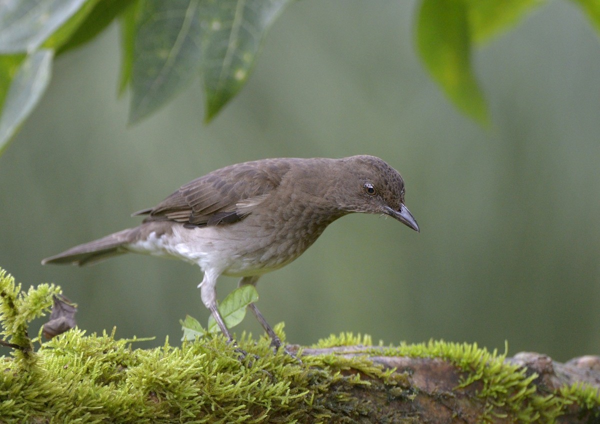 Black-billed Thrush - ML204765661