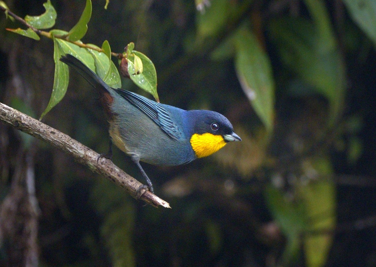 Purplish-mantled Tanager - ML204765711