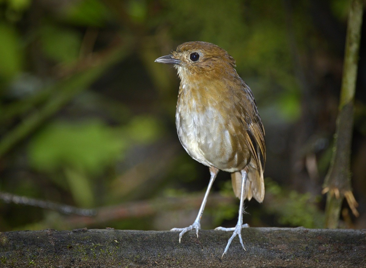 Brown-banded Antpitta - Tomáš Grim