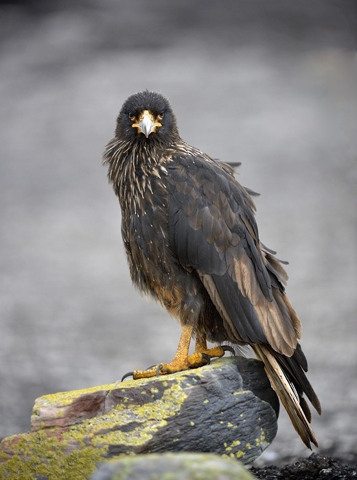 Striated Caracara - ML204765931