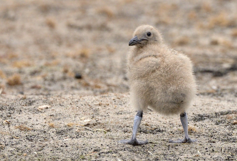 sørhavsjo (antarcticus) (falklandsjo) - ML204765951