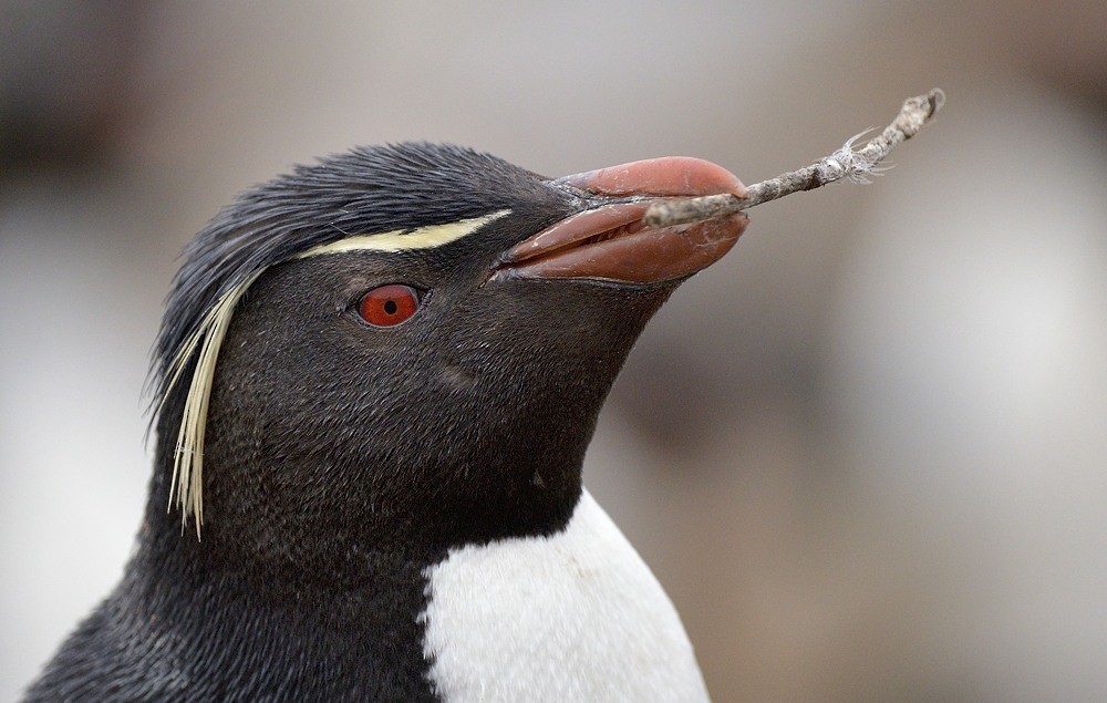 Southern Rockhopper Penguin - ML204765961