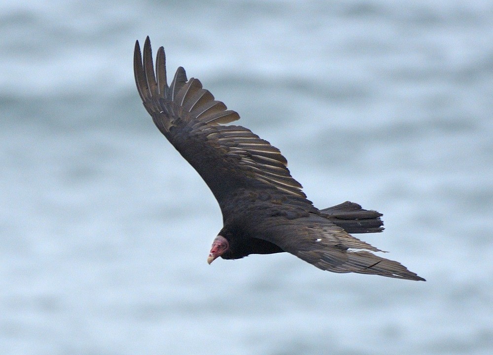 Turkey Vulture (South Temperate) - ML204766031