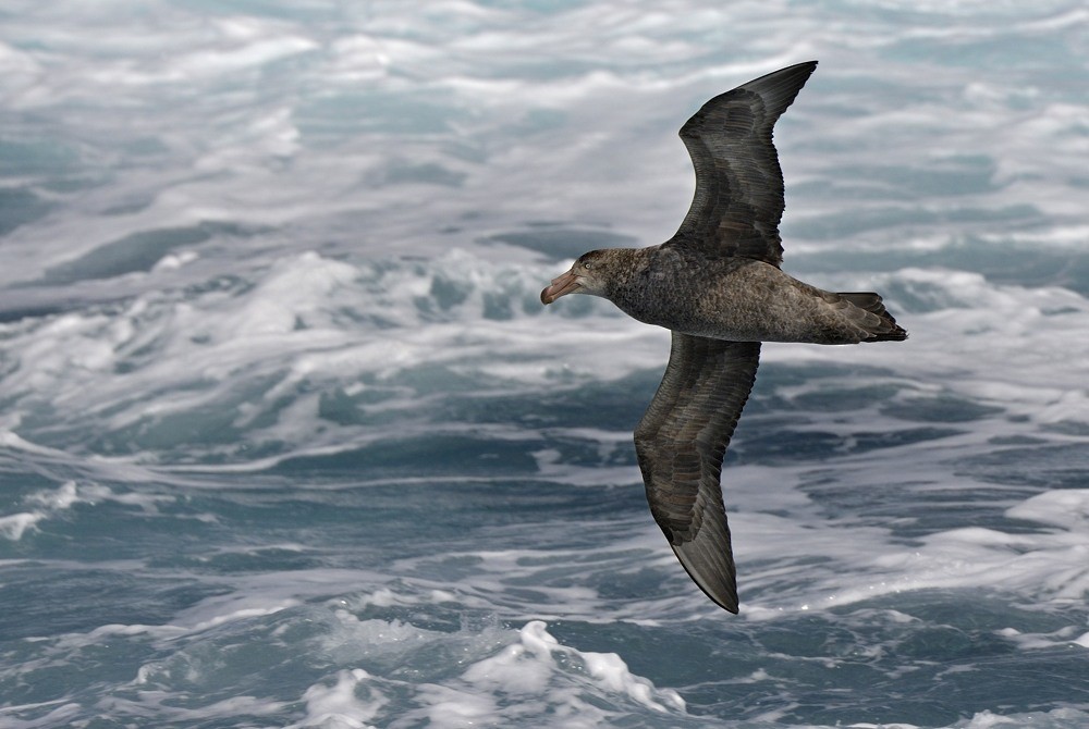 Northern Giant-Petrel - ML204766081