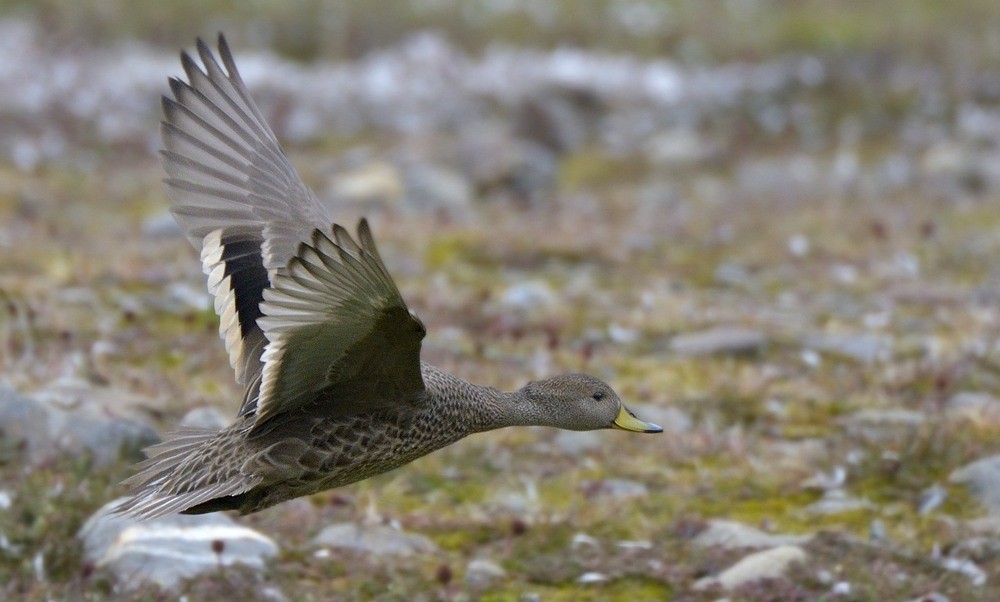 Yellow-billed Pintail (South Georgia) - ML204766141