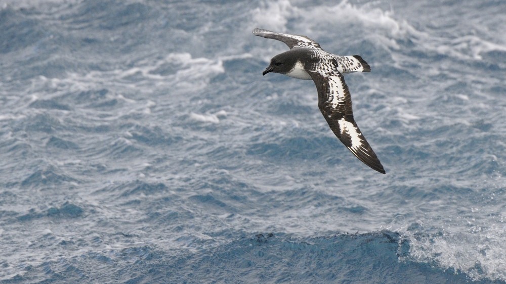 Cape Petrel (Antarctic) - ML204766231