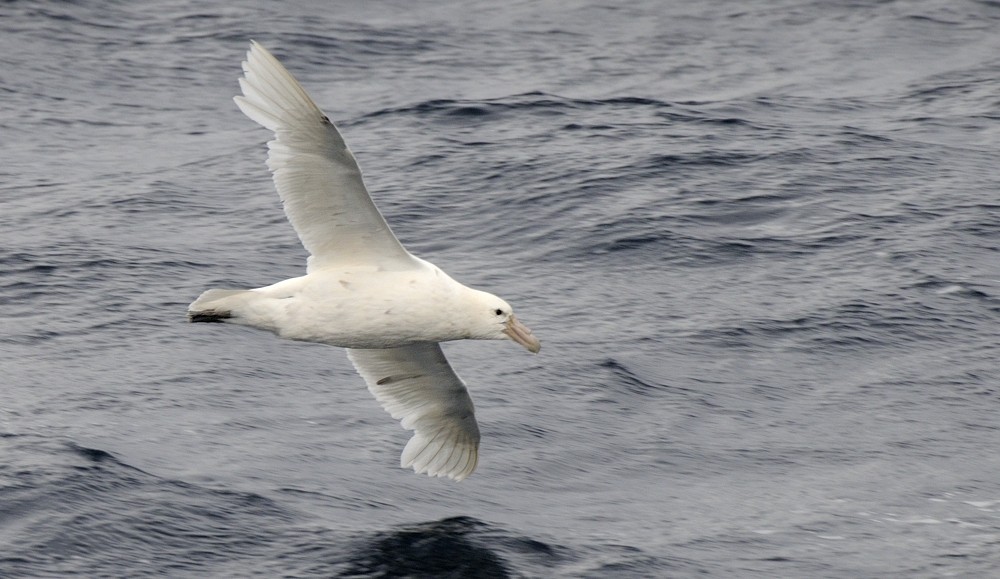 Southern Giant-Petrel - ML204766251