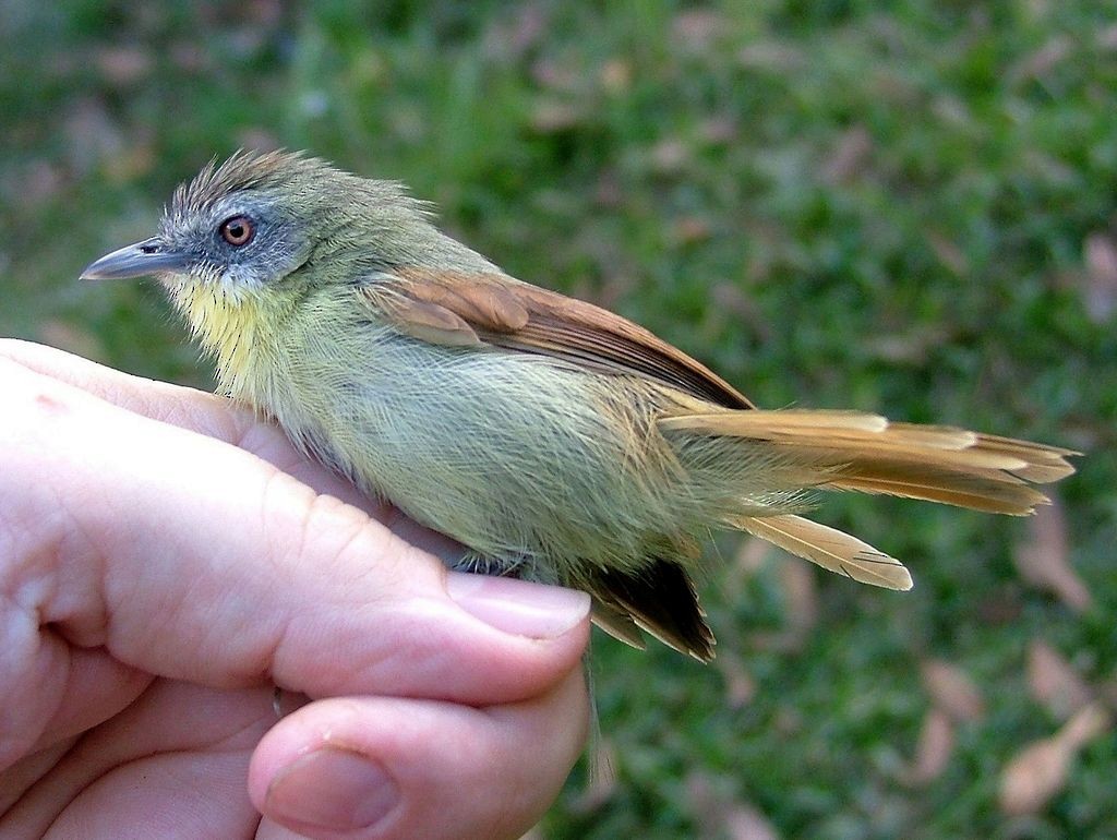 Pin-striped Tit-Babbler (Palawan) - ML204766391