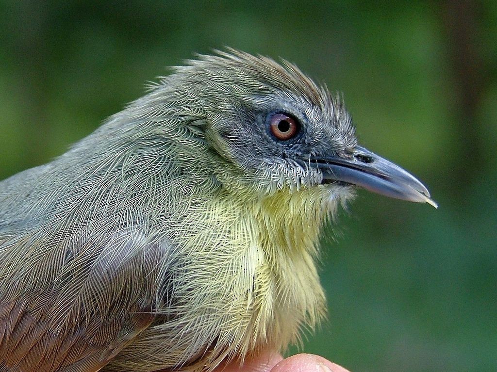 Pin-striped Tit-Babbler (Palawan) - Klaus Lachenmaier