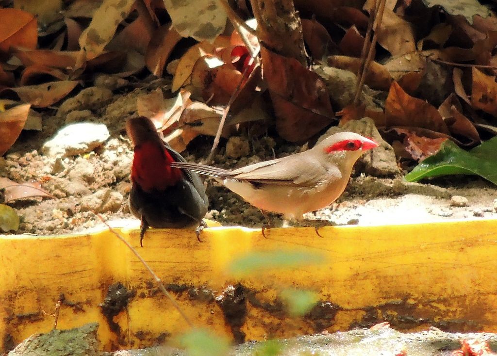 Black-rumped Waxbill - ML204766571