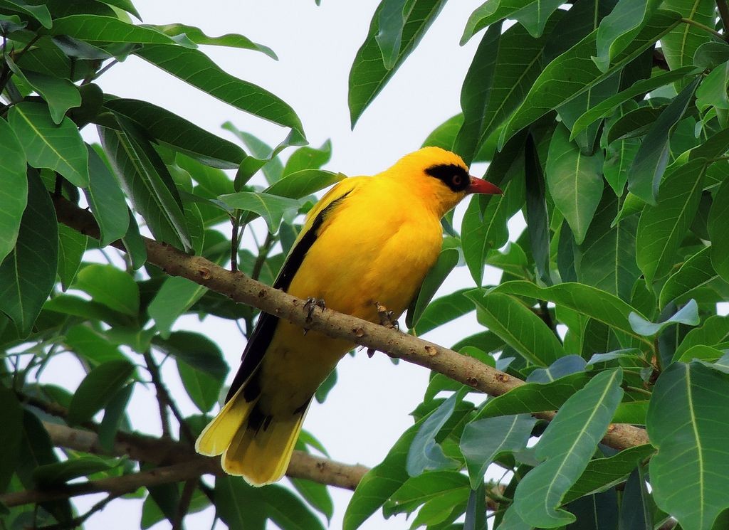 African Golden Oriole - ML204766621