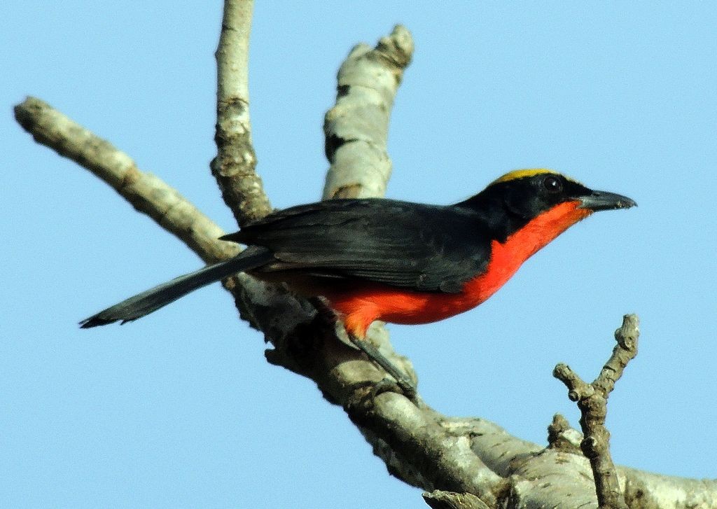 Yellow-crowned Gonolek - ML204766691