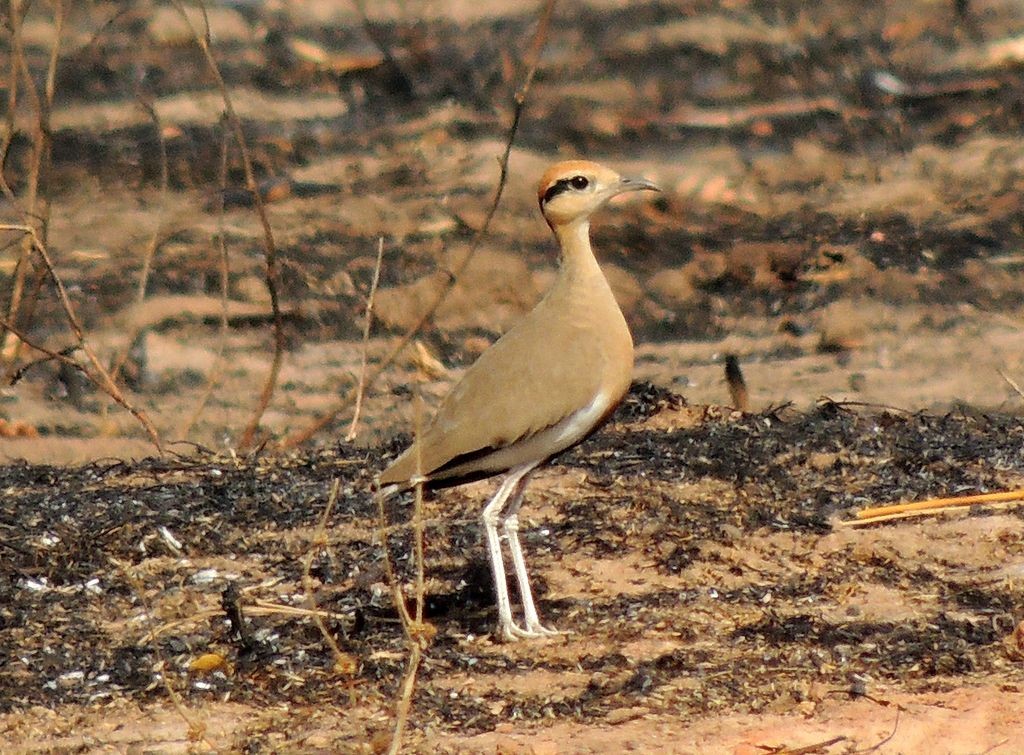 Temminck's Courser - ML204766741