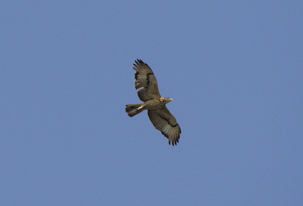 Águila Estriada - ML204766761