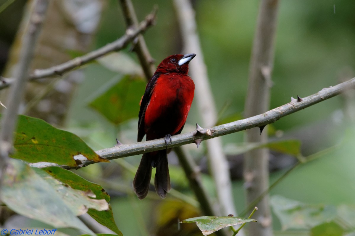 Crimson-backed Tanager - ML204767041