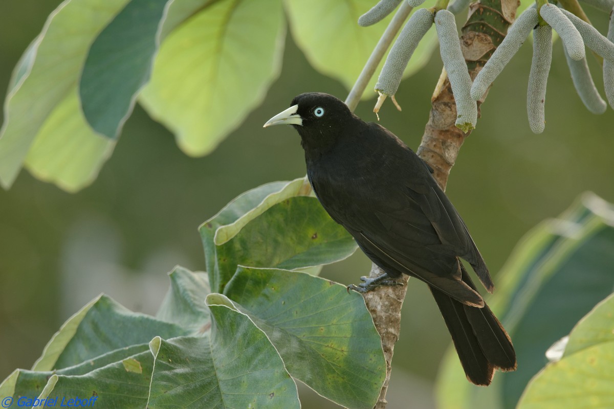 Scarlet-rumped Cacique (Scarlet-rumped) - Gabriel Leboff