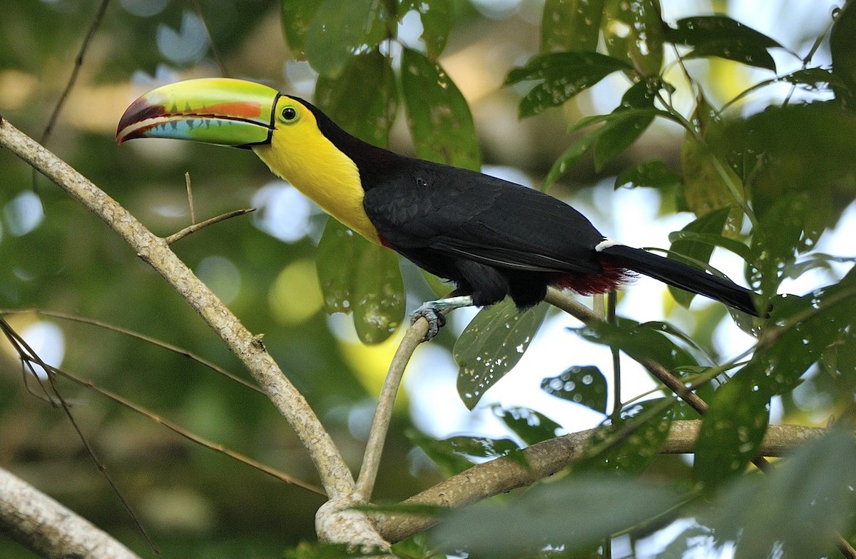 Keel-billed Toucan - ML204767751