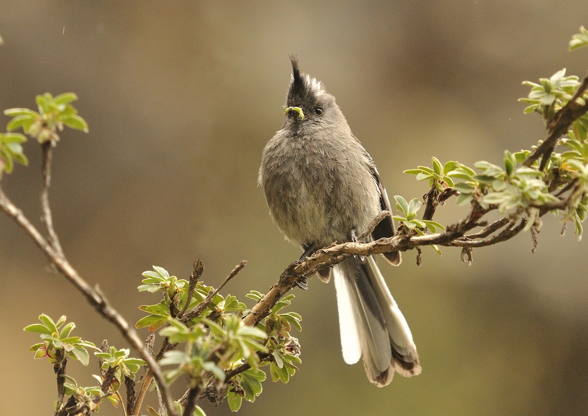 Ash-breasted Tit-Tyrant - Tomáš Grim