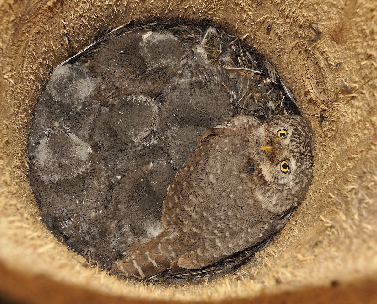 Eurasian Pygmy-Owl - Tomáš Grim