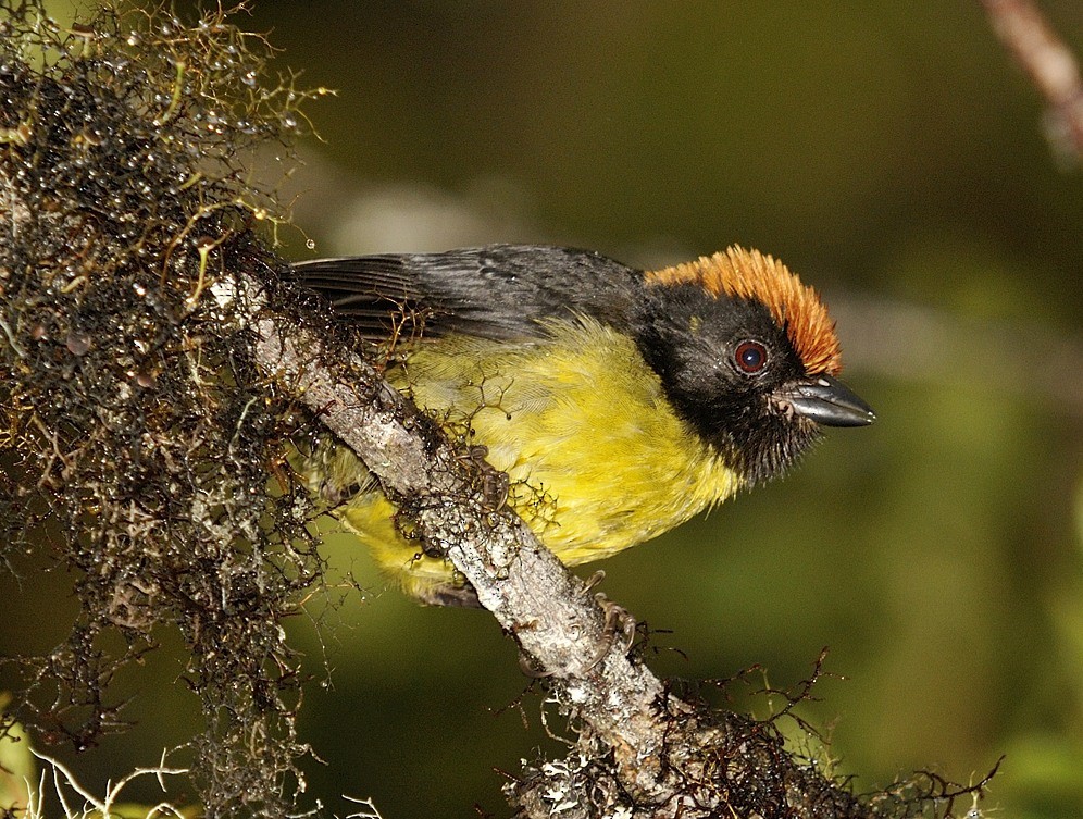 Black-faced Brushfinch - Tomáš Grim