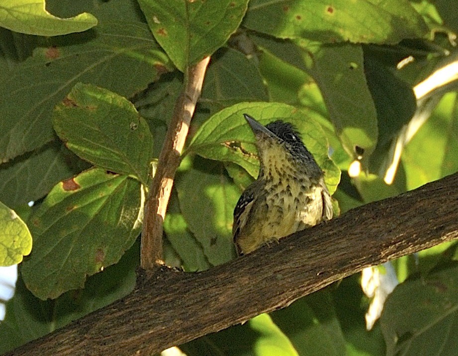 Spot-breasted Antvireo - Tomáš Grim