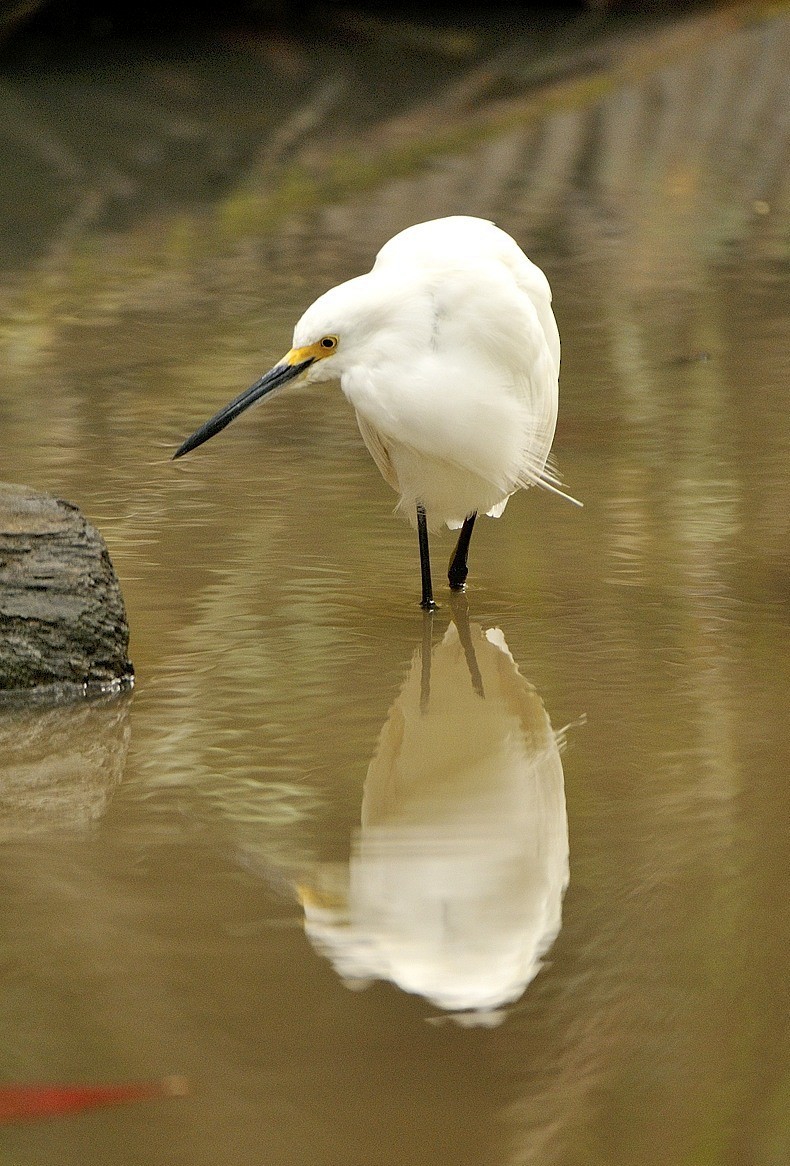 Snowy Egret - ML204768491