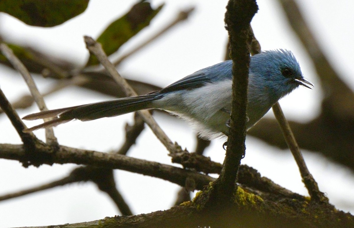 African Blue Flycatcher - ML204768561