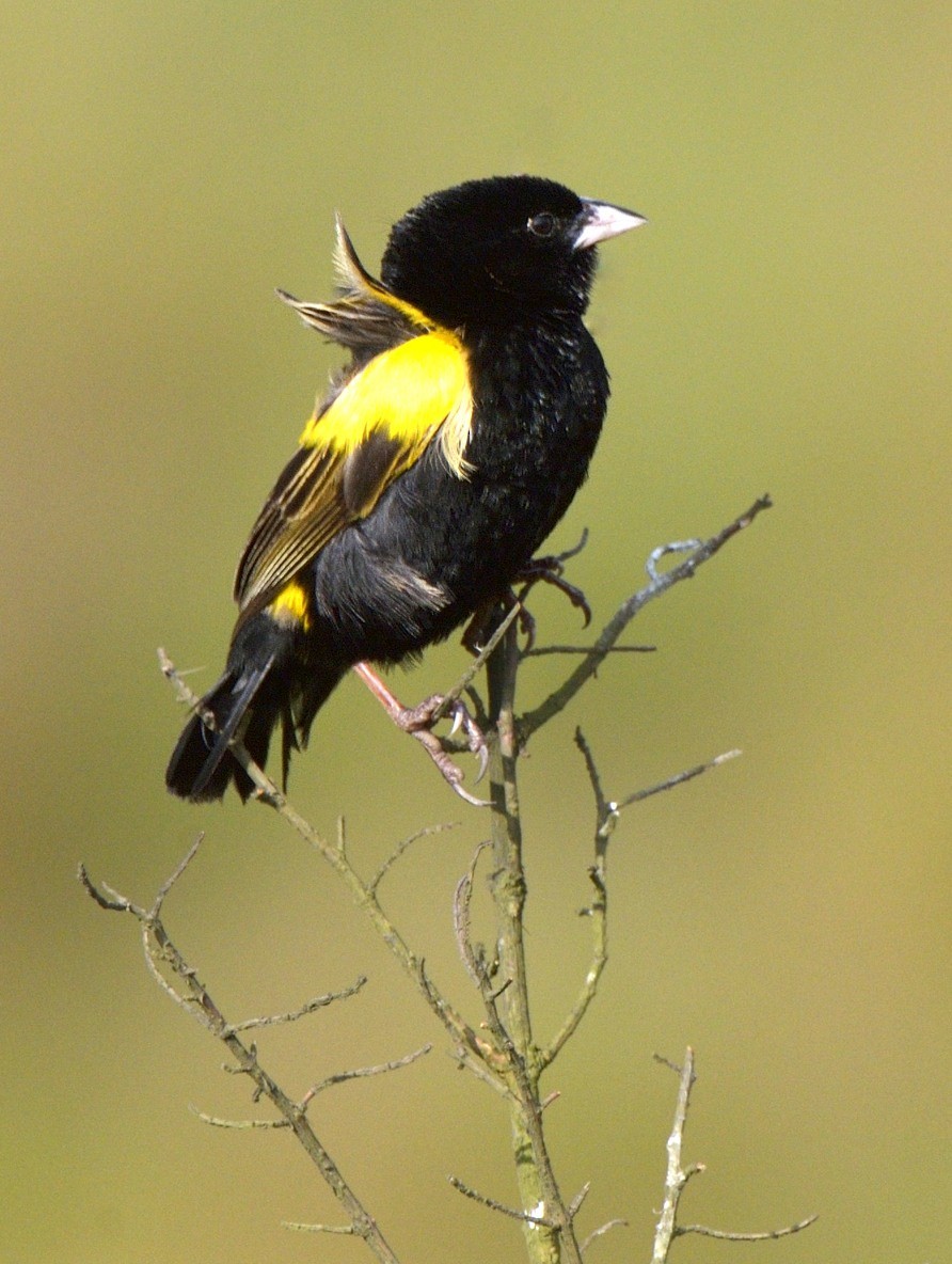 eBird Checklist - 27 Nov 2013 - Mt Cameroon--Mann's Spring - 1 species