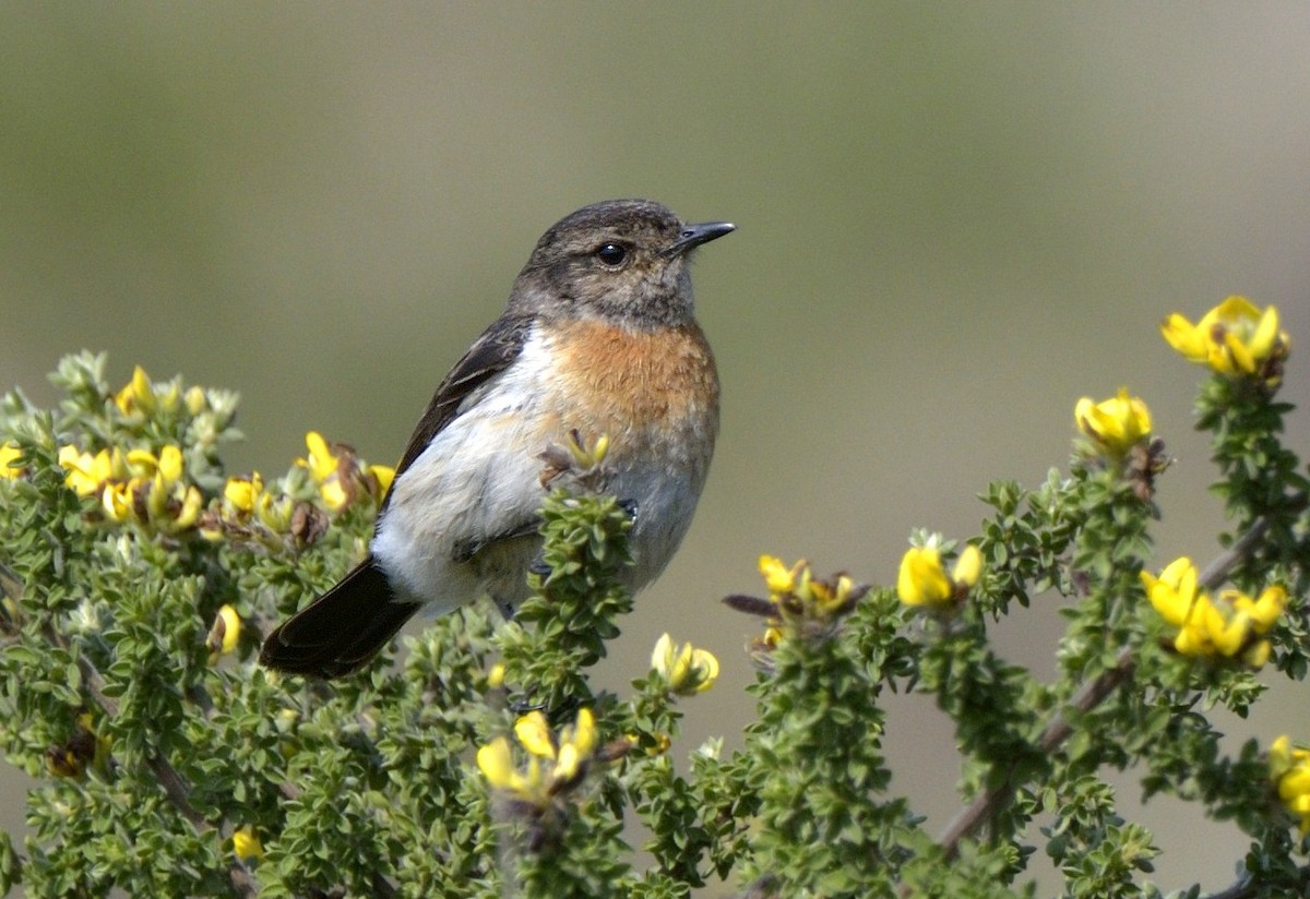 African Stonechat (African) - ML204768751