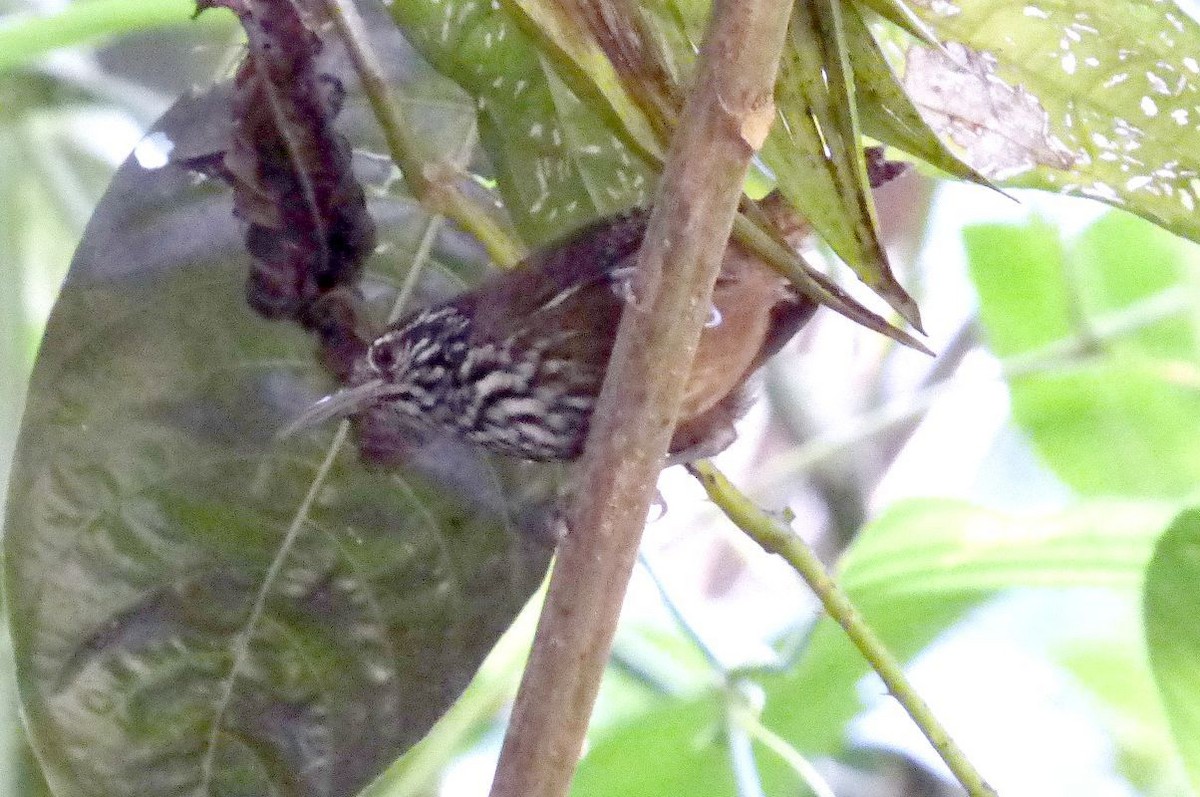 Stripe-breasted Wren - ML204769331