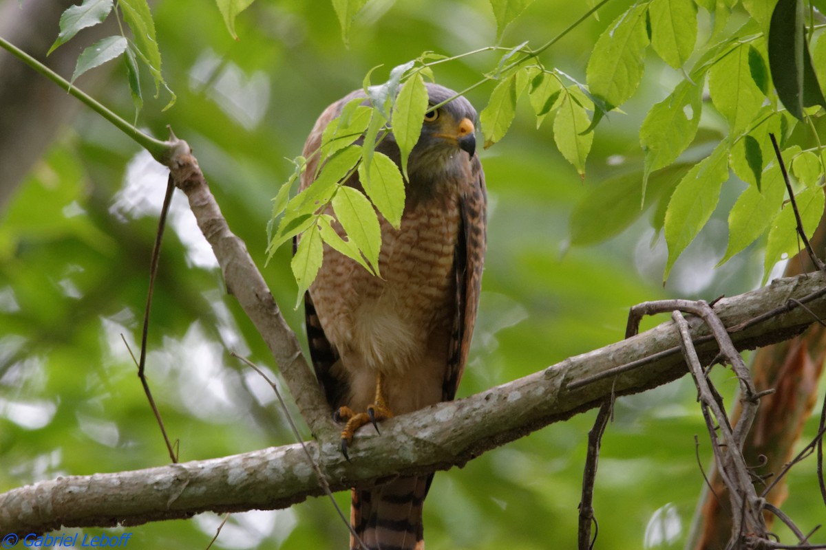 Roadside Hawk - ML204769431