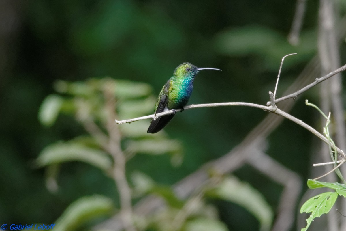 Sapphire-throated Hummingbird - ML204769631