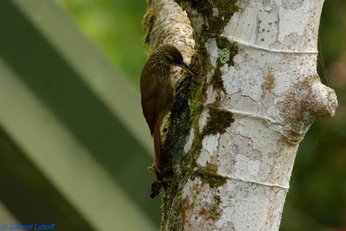 Spotted Woodcreeper (Berlepsch's) - ML204769691